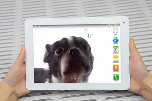 Cute dog licking screen ảnh chụp màn hình 2