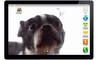 Cute dog licking screen скриншот 3