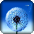 Dandelion Live Wallpaper icon