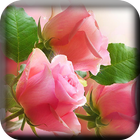 Flowers Live Wallpaper icon