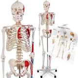 Learn Human Anatomy Video Lect أيقونة