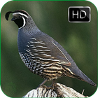 Icona Quail Bird Sounds + Ringtones