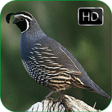 Quail Bird Sounds + Ringtones icon