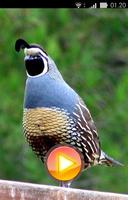 Quail Bird Sounds + Ringtones capture d'écran 1