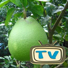 Descargar APK de Xem Tv Tren Mang