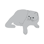 Кошки Info icono