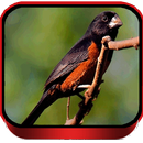 Canto de Curio Praia Popular APK