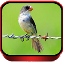Canto de Chorao Sporophila Popular APK