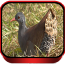Canto de Lambu Chororo APK
