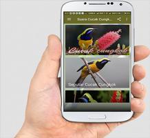 Suara Burung Cucak Cungkok screenshot 2
