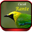 Suara Cucak Rante Gacor Solid APK