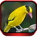 Suara Burung Kepodang Emas Mp3 APK
