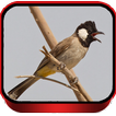 Suara Pemikat Burung Kutilang