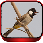 Suara Pemikat Burung Kutilang biểu tượng