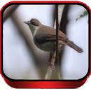 Suara Burung Opior Jawa Master APK