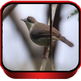 Suara Burung Opior Jawa Master biểu tượng