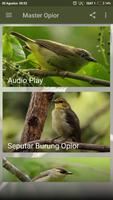 Suara Burung Opior Jawa Master screenshot 1