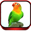 Lovebird Kusumo Gacor APK