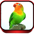 Lovebird Kusumo Gacor biểu tượng
