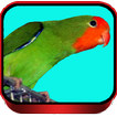Lovebird Ngekek Speed Rapat