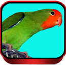 Lovebird Ngekek Speed Rapat APK