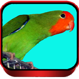 Lovebird Ngekek biểu tượng