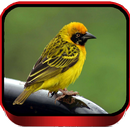 Suara Burung Manyar Offline APK