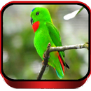 Suara Burung Serindit Merdu APK