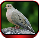 Suara Perkutut Manggung Special APK