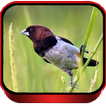 Suara Burung Pipit Kaji
