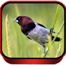 Suara Burung Pipit Kaji APK