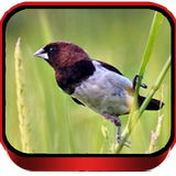 Suara Burung Pipit Kaji biểu tượng