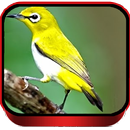 Suara Pleci Ngalas Special 2018 APK
