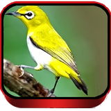 Suara Pleci biểu tượng