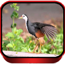 Cara Menangkap Burung Ruak Ruak APK