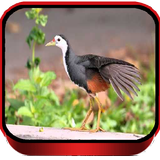 Cara Menangkap Burung Ruak Ruak biểu tượng