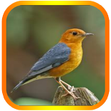 MASTER KICAU ANIS MERAH