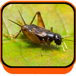 SUARA JANGKRIK USIR TIKUS