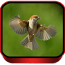 TERAPI BURUNG GEREJA MASTER APK