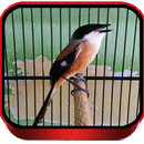 TERAPI CENDET MASTER APK
