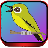 TERAPI PLECI MASTER أيقونة