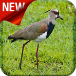 Canto De Quero Quero