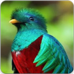 Quetzal Bird Call : Quetzal Call & Quetzal Sounds