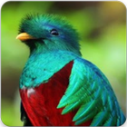 Quetzal Bird Call : Quetzal Call & Quetzal Sounds icône
