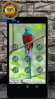 Quetzal Bird Call : Quetzal Call & Quetzal Sounds Affiche