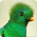 Quetzal Bird Sounds : Quetzal Bird Call APK