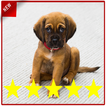 Puppy Training Puppy Perfect