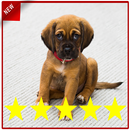 Puppy Training Puppy Perfect APK