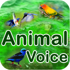 Animal Voice All ikon