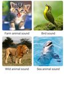 Animal Voice All 포스터
